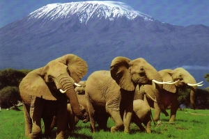 پارک ملی کوه کنیا