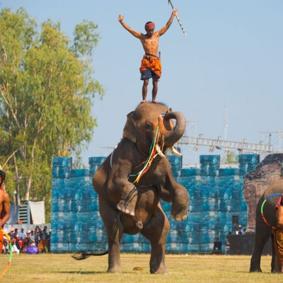 فستیوال گردهمایی فیل ها